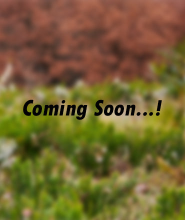 plant based detergents